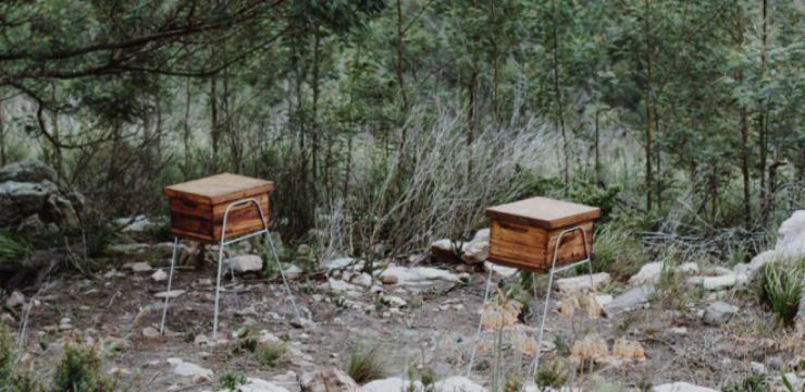 bees-honey-south-africa.png