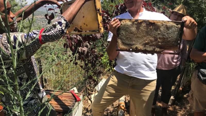 Bees for Peace in Israel uses biodynamic beekeeping to sweeten hearts