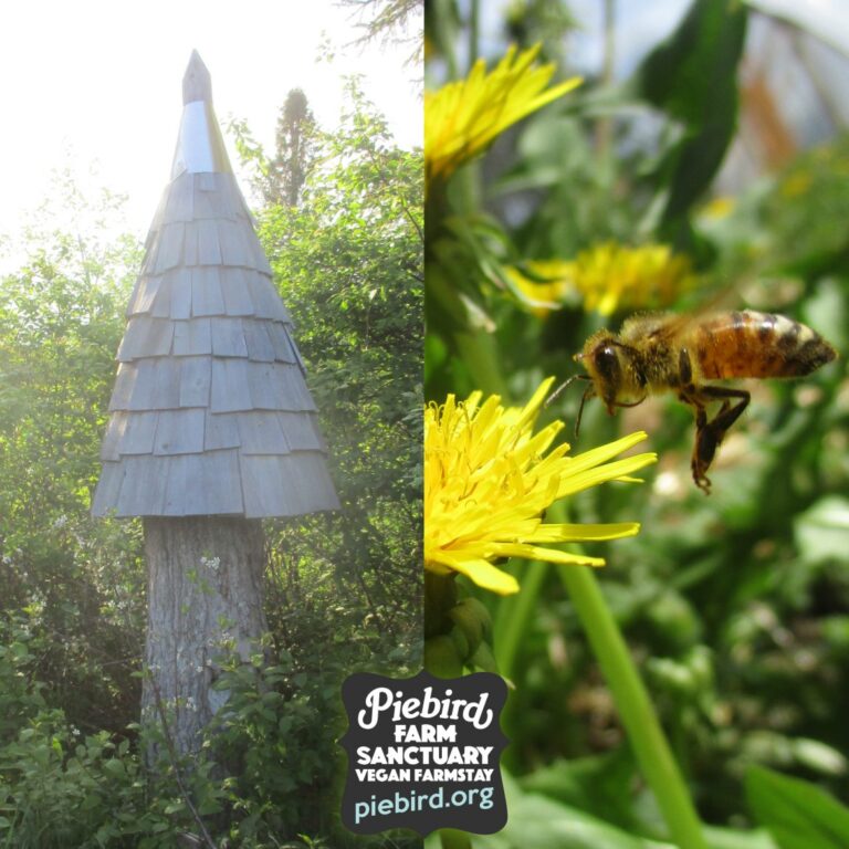 In Canada, PieBird gives honeybees sanctuary