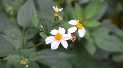 Russians make cheese and wine from invasive American weed