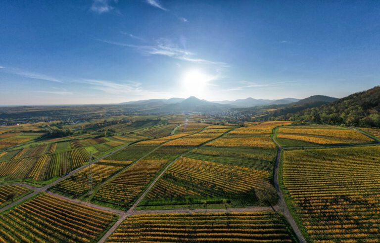 EU’s CAP reform continues trend of supporting small farmers in hour of need