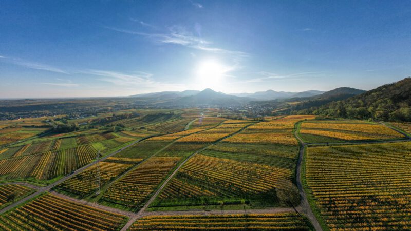 EU’s CAP reform continues trend of supporting small farmers in hour of need