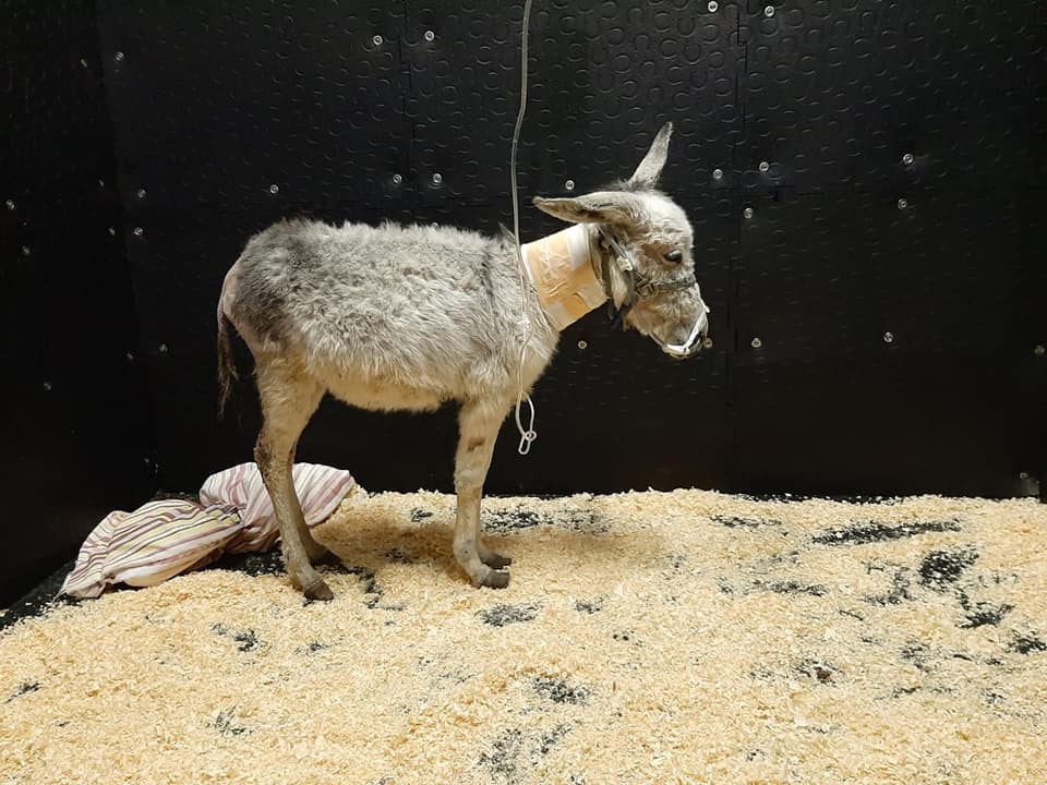 bethlehem donkey diana babish