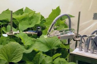 Plants give biofeedback to optimize their own light levels in hydroponics Plants give biofeedback to optimize their own light levels in hydroponics