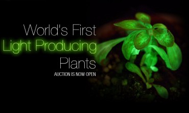 Would you use glowing plants or glo-pigs to replace street lamps?