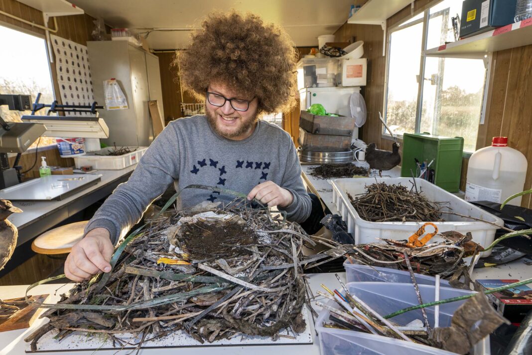 Plastic collected in bird nests is tiny time capsule