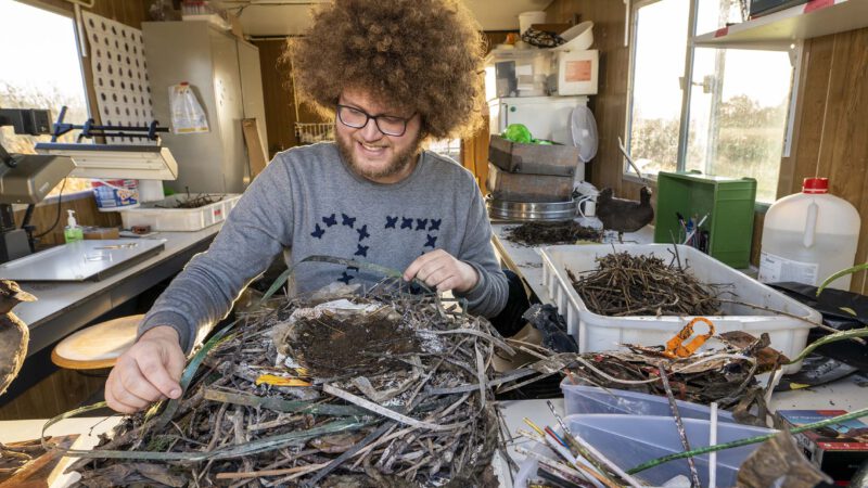 Plastic collected in bird nests is tiny time capsule