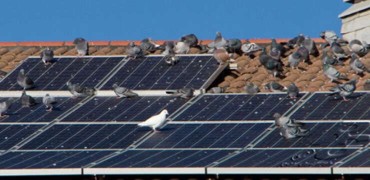 birds-solar-panels.jpg