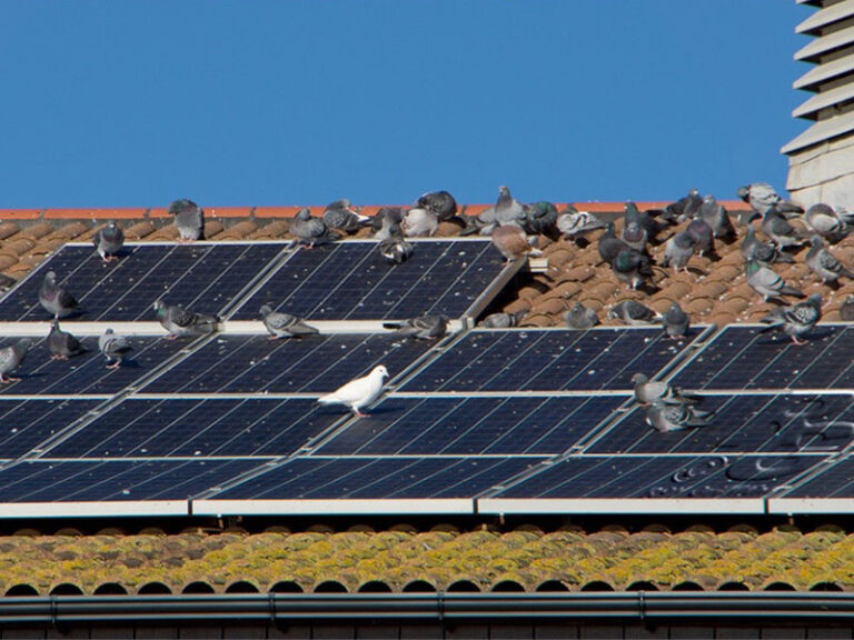 Expert tips to remove birds from your solar panels