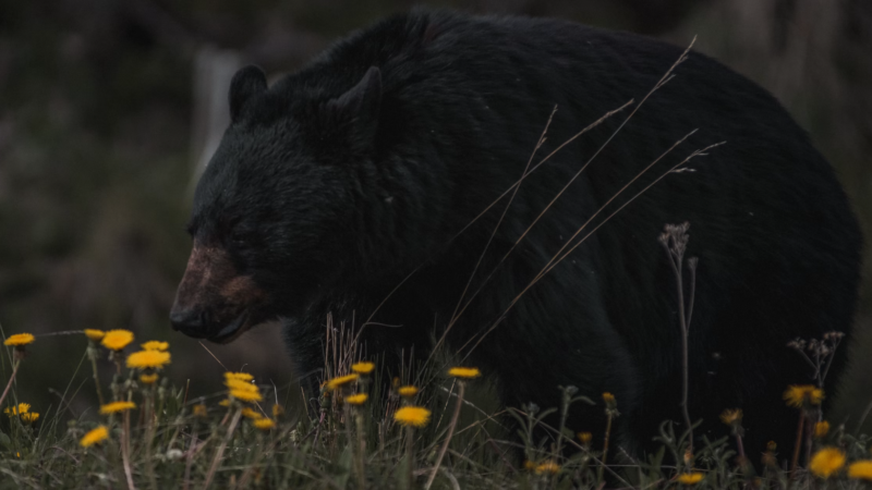 Is bear meat safe to eat?