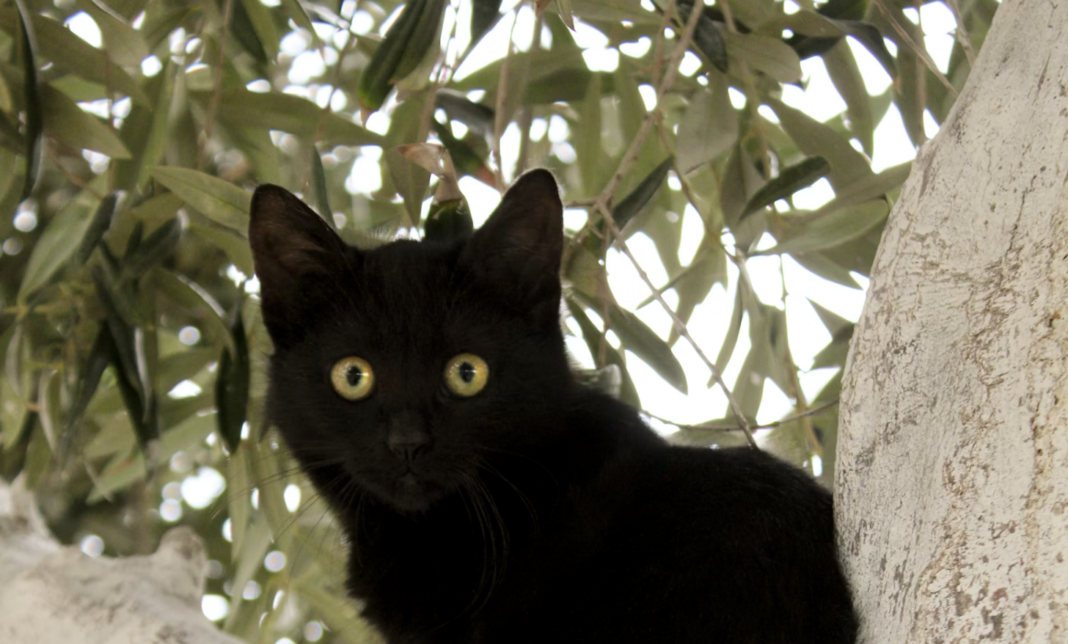 Black cats banned from this Spanish town – until after Halloween