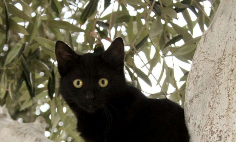 Black cats banned from this Spanish town – until after Halloween