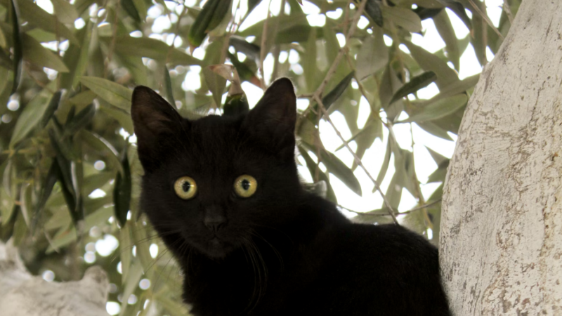Black cats banned from this Spanish town – until after Halloween