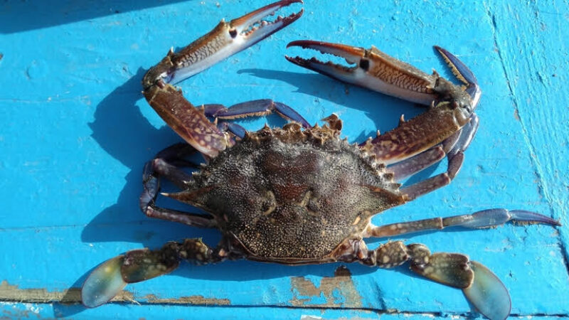 Blue crabs invading Italy; can Slow Food solve the problem?
