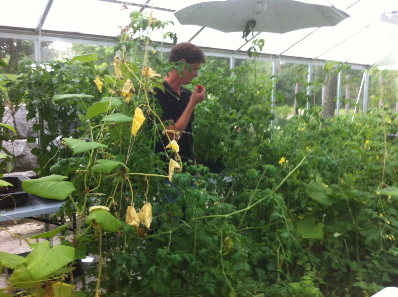 blue-planet-dave-hydroponics-4