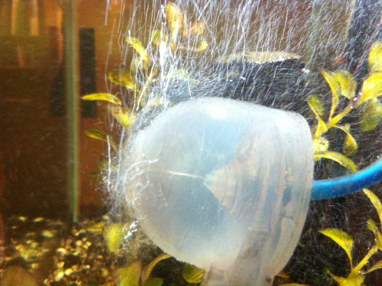 blue-planet-dave-hydroponics-6