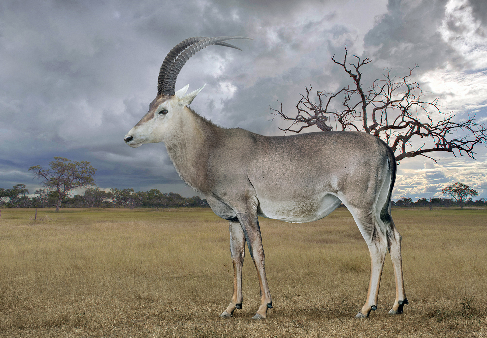 By producing a full genome sequence from the ancient nuclear DNA of the blue antelope (seen here in an illustration), researchers not only learned more about its natural history, but also offered a proof of concept for other scientists looking to do the same with other species.Image credit: Science Source/ROMAN UCHYTEL.