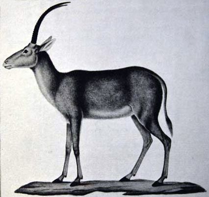 Bluebuck collosal
