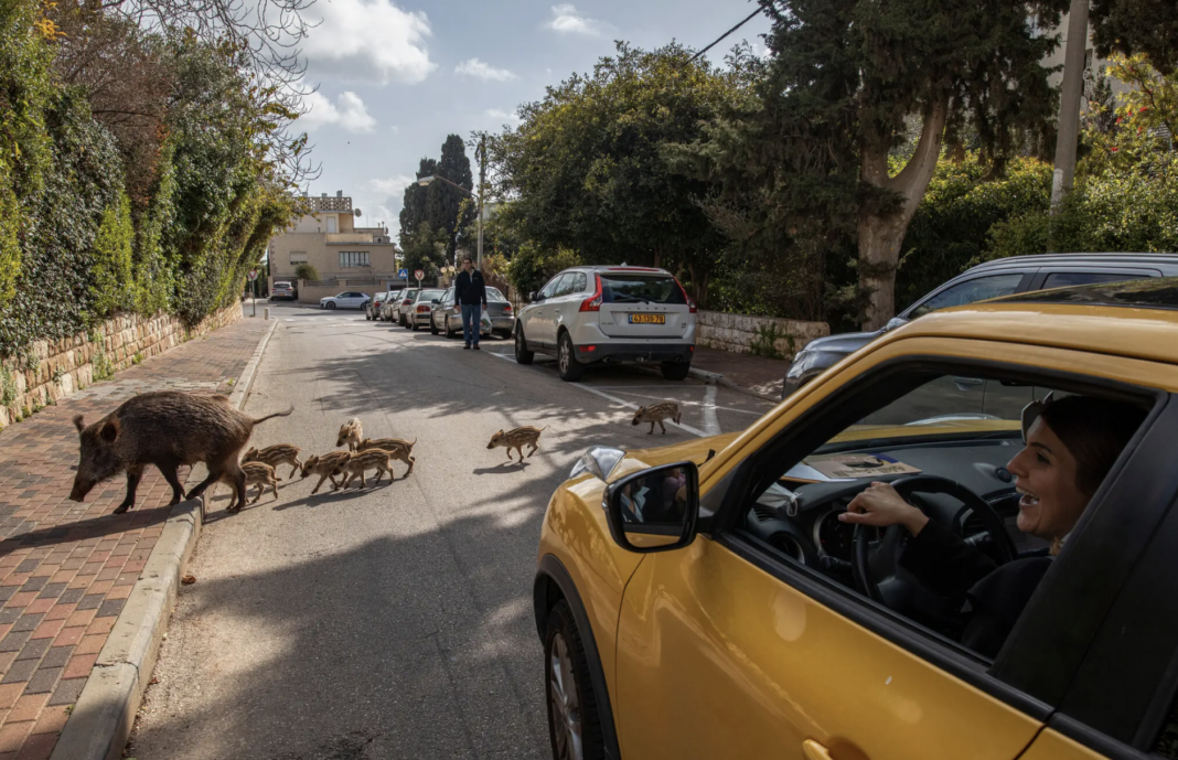 wild boar corssing, Israel via New York Times