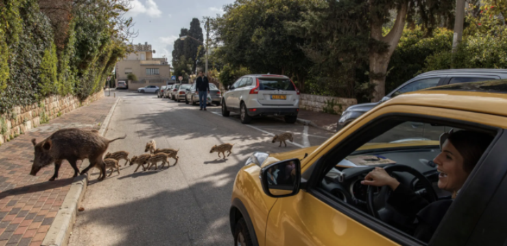boar-crossing-haifa.png