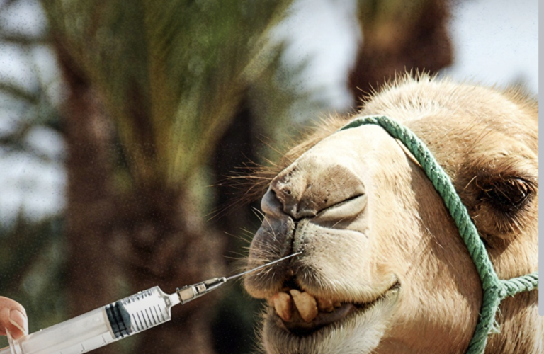 Botoxed camels disqualified at beauty pageant