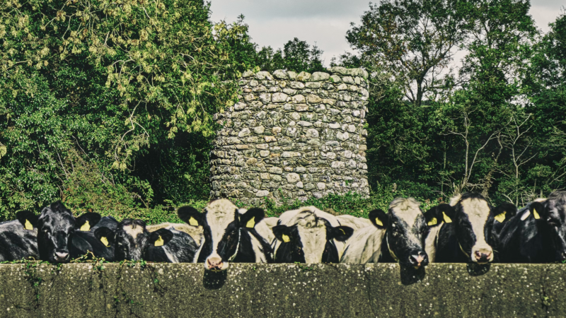 What is Bovaer and why are people afraid it’s in cow milk they drink?