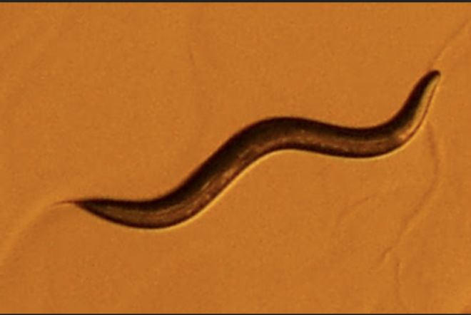 brain worm hebrew universu