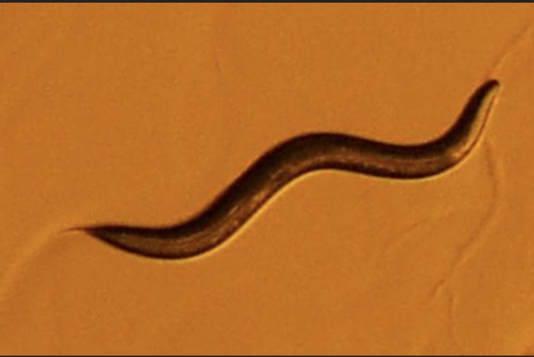 See-through worm repairs brains