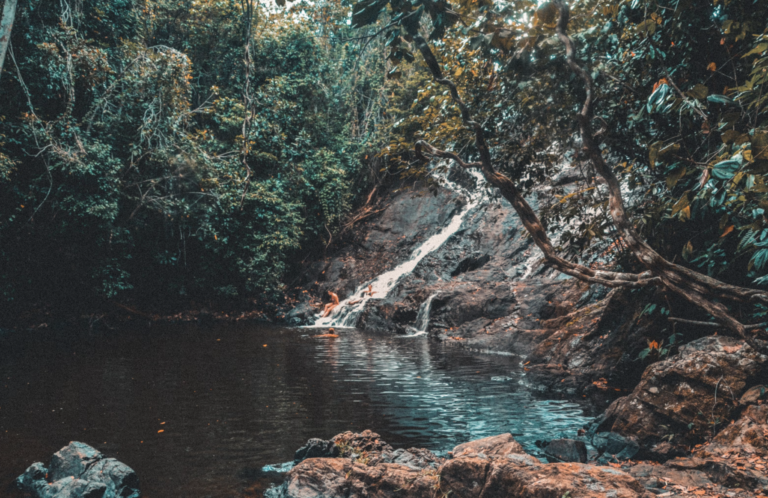 Tropical forests are chemical factories