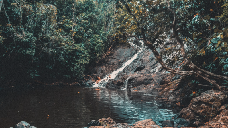 Tropical forests are chemical factories