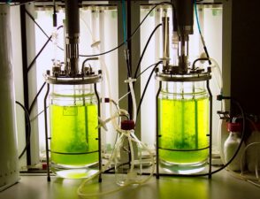 The Rise of Algae in Sustainable Business