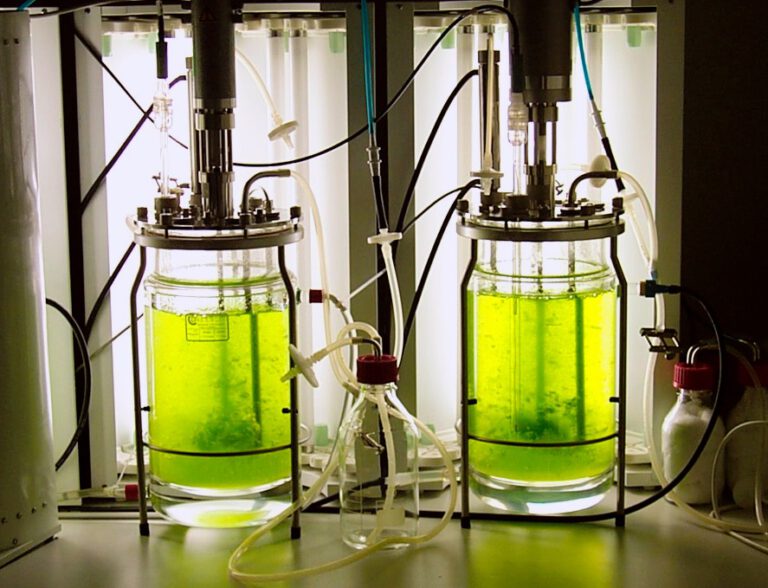 The Rise of Algae in Sustainable Business