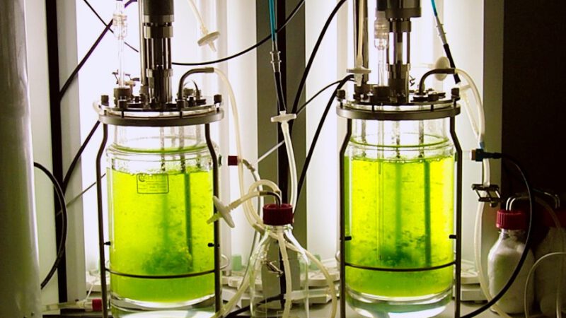 The Rise of Algae in Sustainable Business