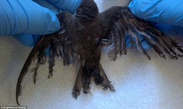 Will burning birds shut down Brightsource, world’s largest solar thermal power plant?