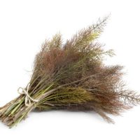 Bronze fennel on white background