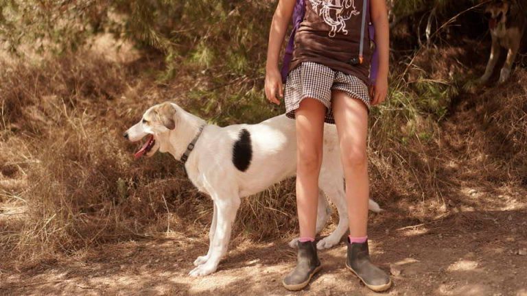 Key Things to Know About Parvo in Dogs