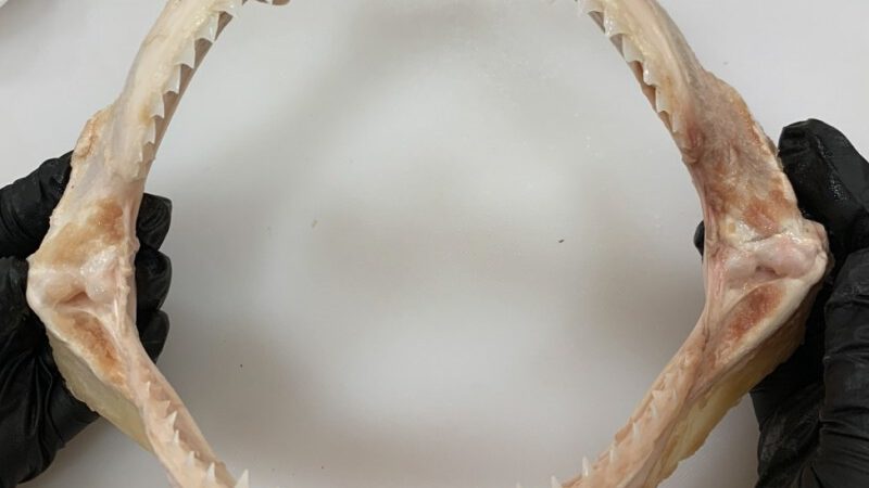 You Won’t Believe Which Country Is Fueling Shark Product Trade in the Pacific