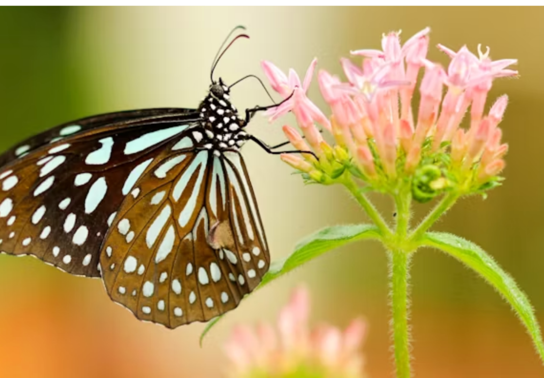 butterflies pollinate by power