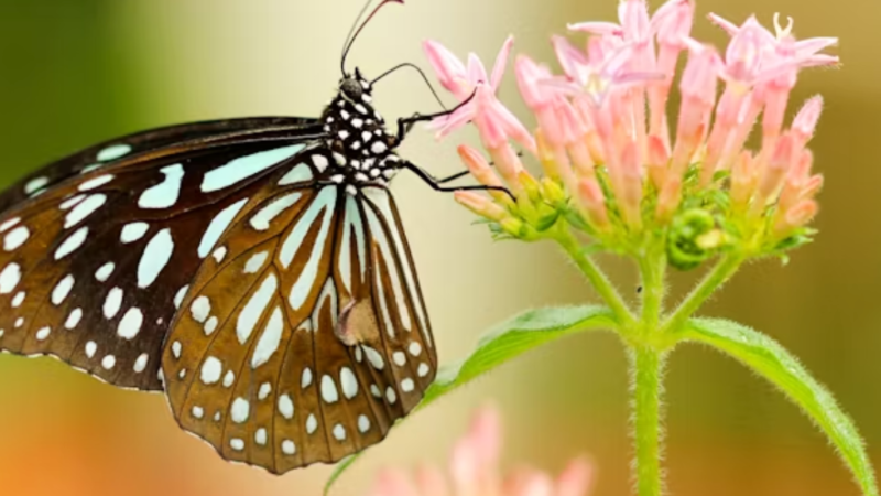 Butterflies and moths use electricity power to pollinate