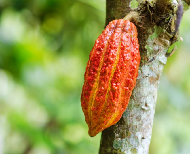 cacao-bean-africa