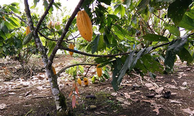 cadmium cacao