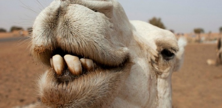 camel-beauty-comtest.jpg