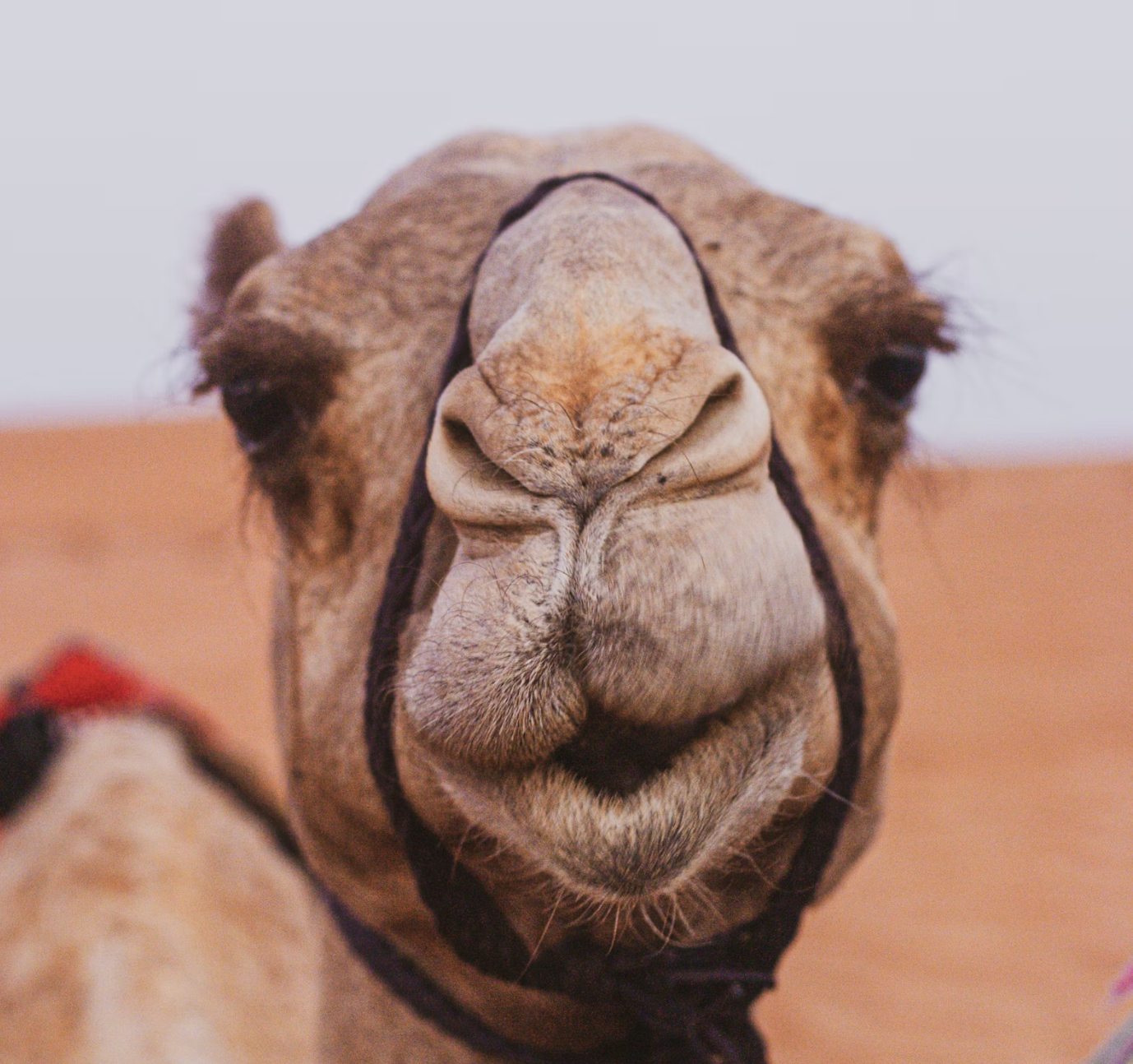 camel beauty pageant, botox camels, camel fillers, camel cosmetic surgery, camel hump injections, camel beauty contest, camel pageant cheating, Oman, Gulf culture, Saudi camel festival, King Abdulaziz Camel Festival, Middle East traditions, desert culture, camel breeding industry, animal welfare, animal cruelty, veterinary ethics, cosmetic procedures animals, viral animal story, strange competitions