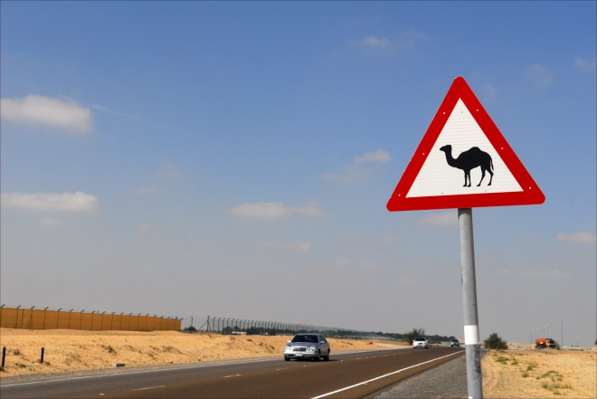 camel crossing road sign