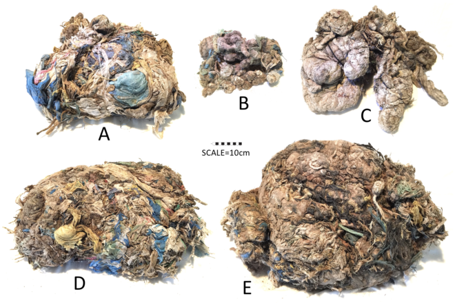stomach contents camels dying from plastics dubai