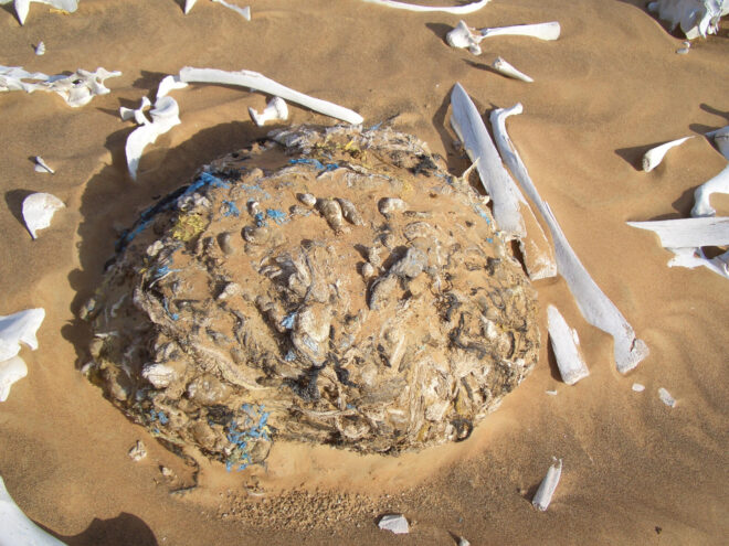 stomach contents camels dying from plastics dubai