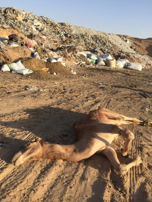 stomach contents camels dying from plastics dubai