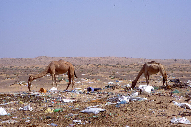 stomach contents camels dying from plastics dubai