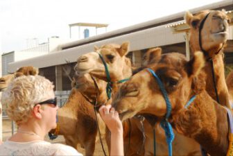 Jerusalem camel abuse