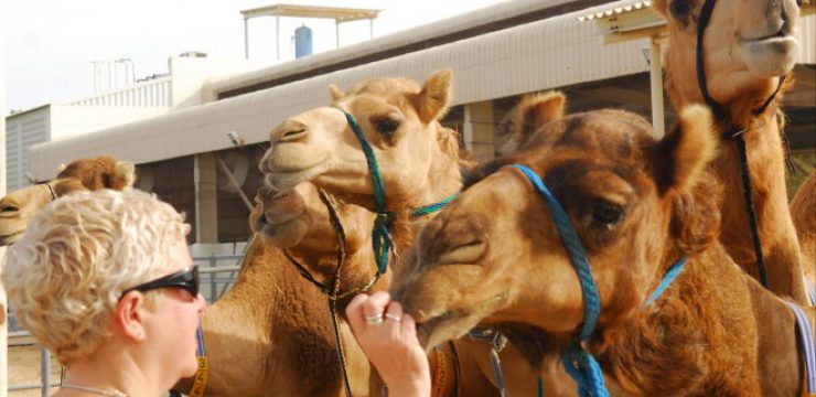 camelicious-camel-milk-dubai-5.jpg